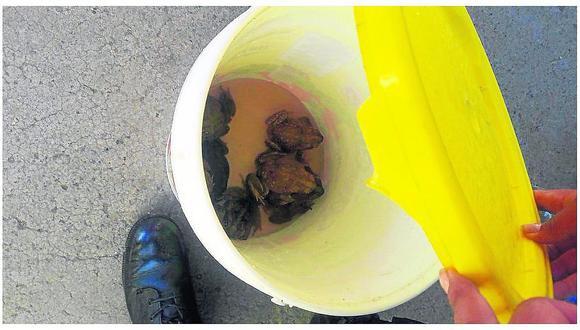 Especies de ranas y sapos protegidos por la ley forestal eran comercializados en baldes
