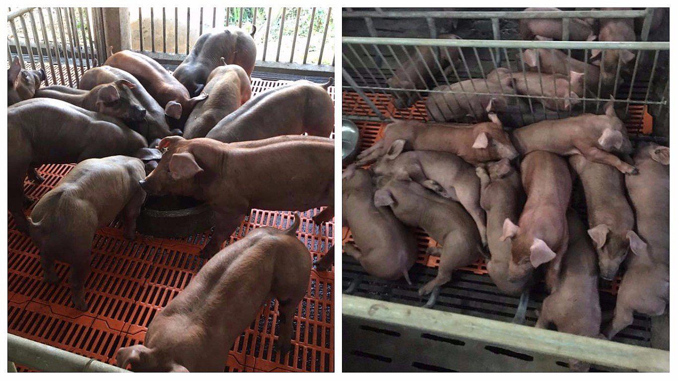 Encuentran 'cerditos mutantes' en Camboya pero esconden una triste historia (VIDEO)