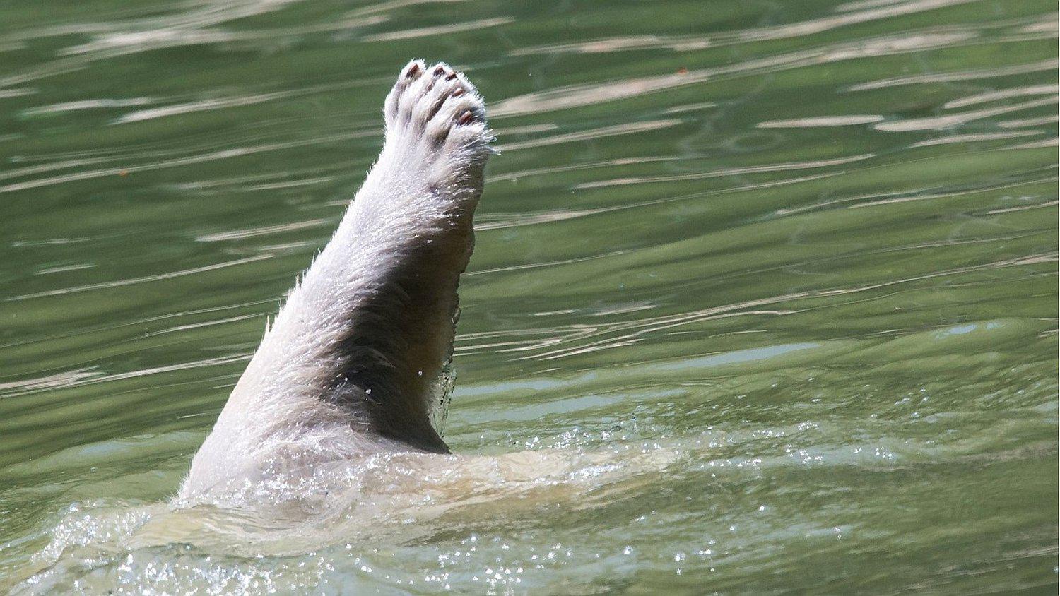 Guía turístico asesinó a oso polar en su hábitat porque atacó a turistas (FOTO)