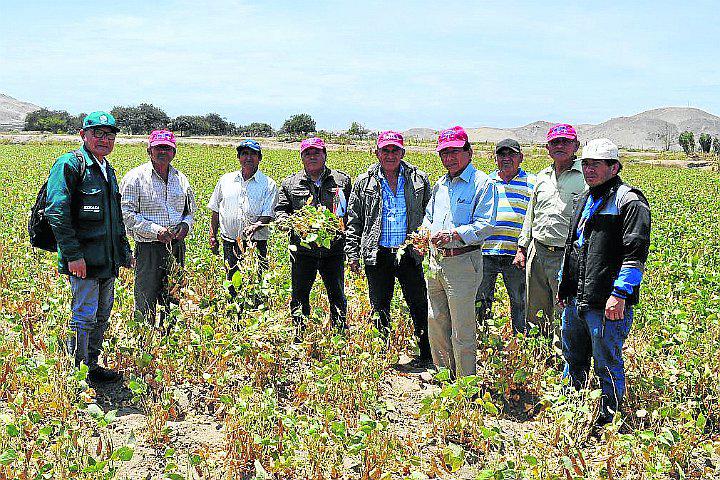 Producción del pallar decrece en valles de Ica, Palpa y Nasca