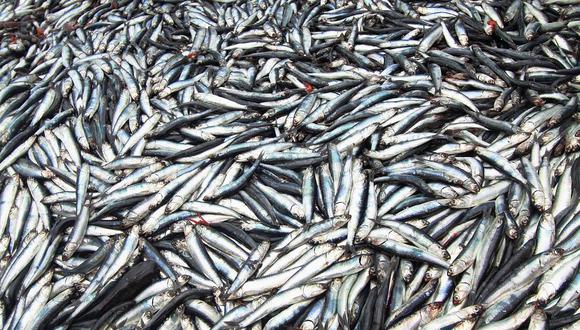 Las faenas de pesca de anchoveta podrán realizarse en el área comprendida desde los 12º00′ LS hasta los 16º00′ LS, según resolución emitida por el Ministerio de la Producción (Produce).  (Foto: GEC)