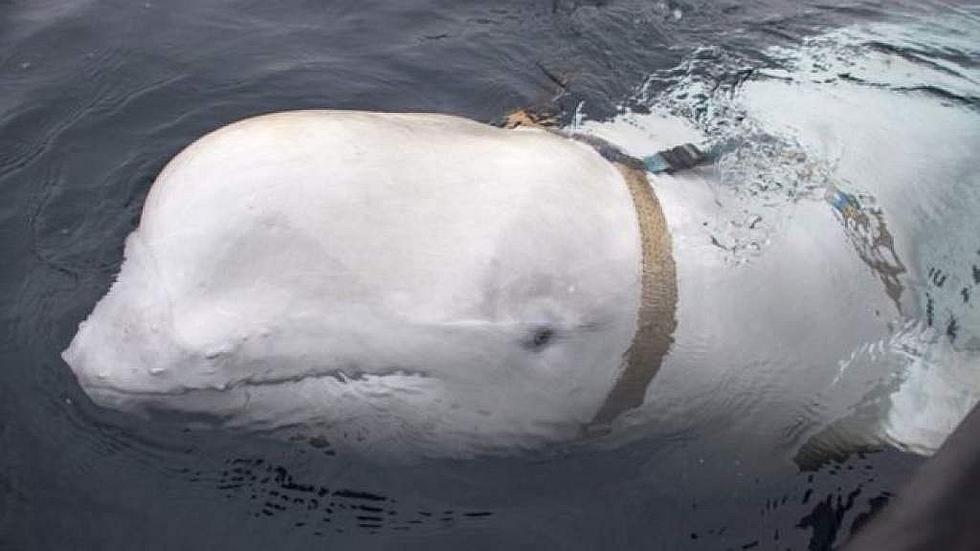 Noruegos hallan a ballena espía rusa en el mar de Barents (FOTOS)