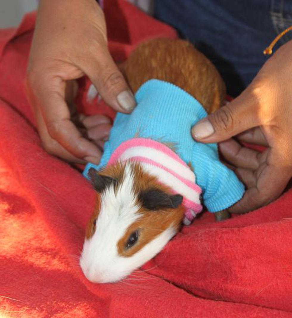 Tacna: Reñida competencia en "Fashion Cuy"