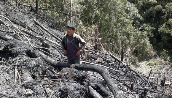 Narcotráfico deforesta bosques de Puerto Inca