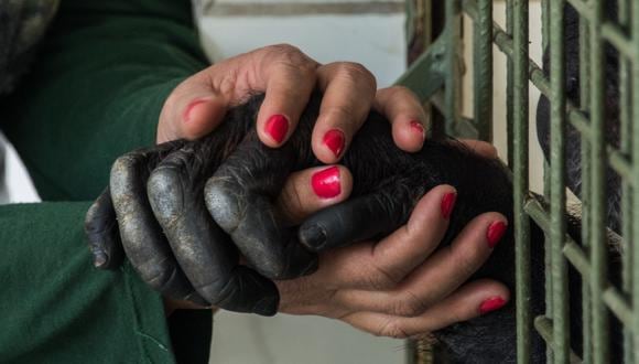 El antecedente favorable de la chimpancé Cecilia podría generar la liberación de Toti a un santuario en Brasil. (Foto: NELSON ALMEIDA / AFP)