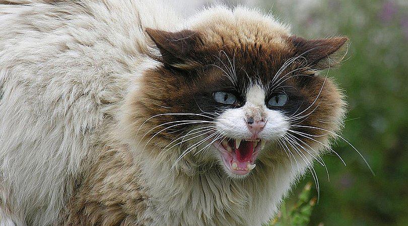 Australia pretende eliminar millones de gatos salvajes con salchichas envenenadas