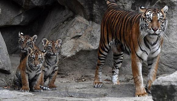 Tigresa de Sumatra dio a luz a cuatro crías en un zoológico (FOTOS)