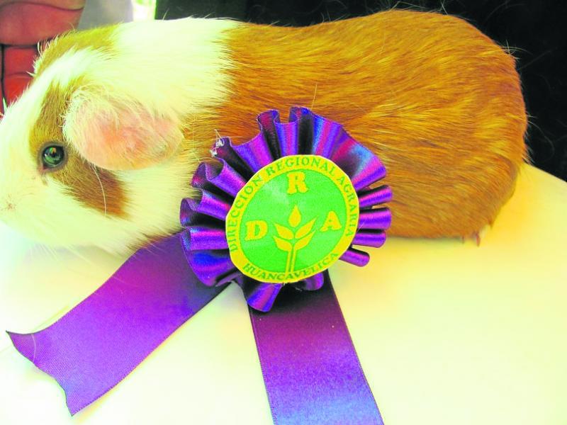 Hoy festival gastronómico del cuy en el Bolognesi