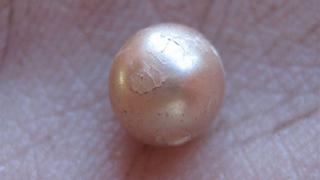 Australia: Hallan una perla natural de 2.000 años de antigüedad 