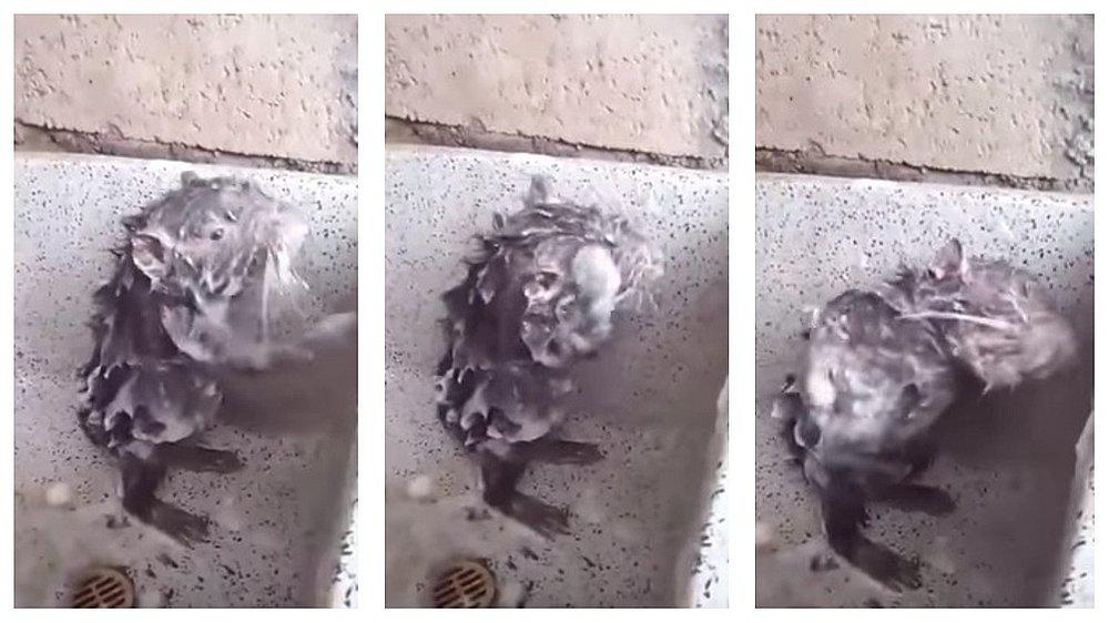 Revelan triste verdad sobre viral de la rata bañándose (VIDEO)
