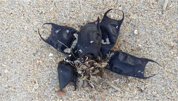 ¿Por qué aparecen misteriosos 'monederos de sirenas' en las playas? (FOTOS)