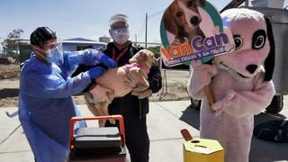 Alistan campaña de vacunación canina en Arequipa