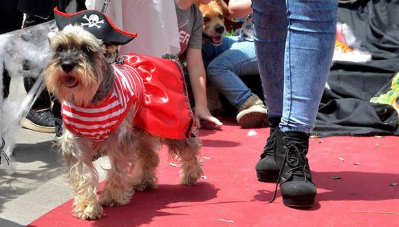 Mascotas desfilarán en trajes típicos por Fiestas Patrias en Sullana