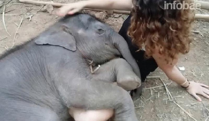​Bebé elefante duerme en regazo de mujer que le canta canciones de cuna (VIDEO)