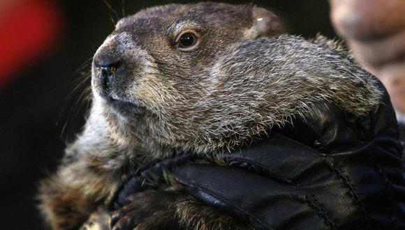 Marmota Phil pronostica seis semanas más de invierno en Estados Unidos