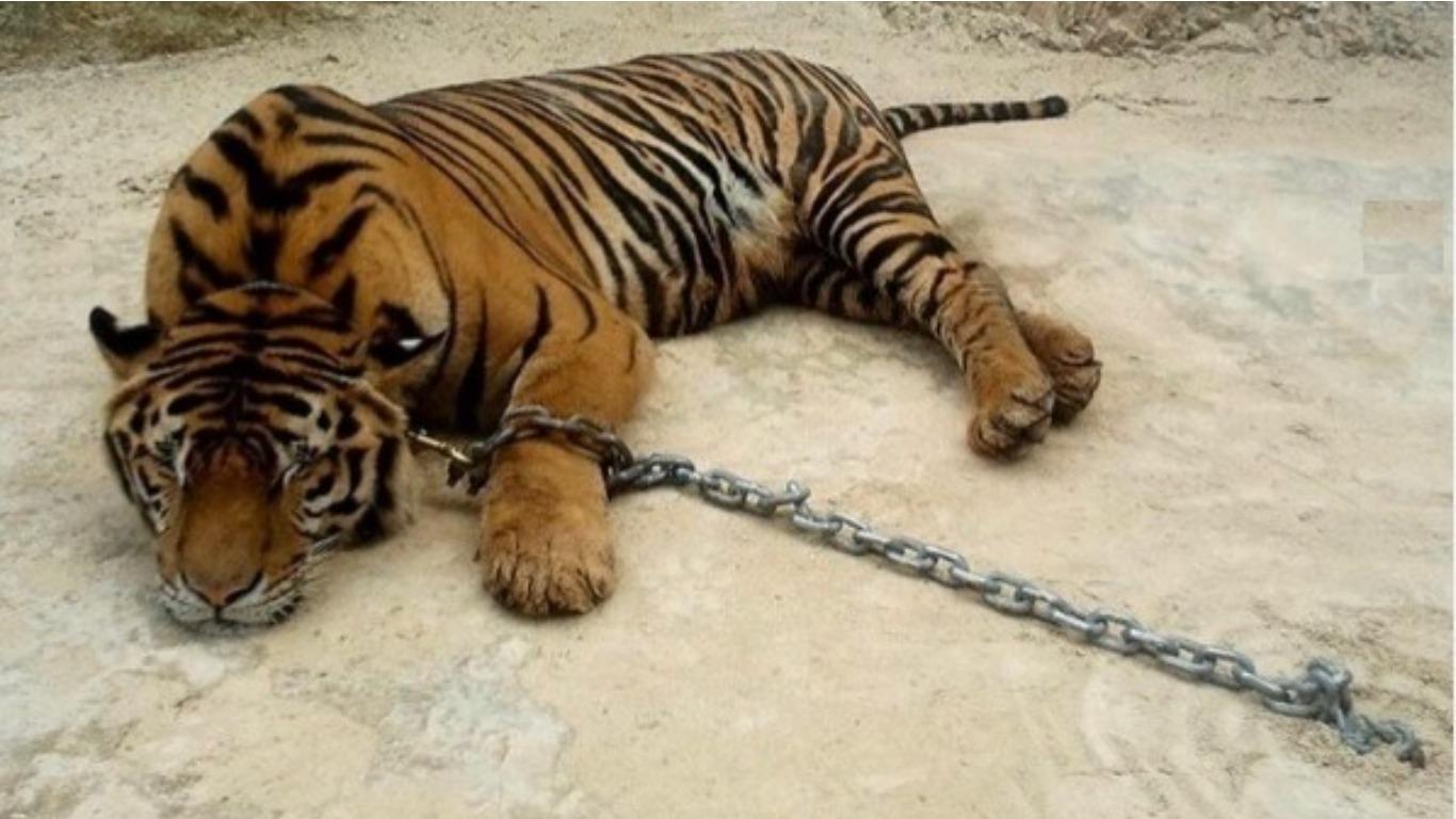 Un tigre que fue alejado de su hábitat natural descansa mientras está encadenado. Foto: Instagram
