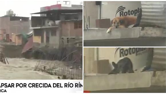 Perritos quedaron atrapados en casa a punto de colapsar por crecida del río en Chosica (VIDEO)