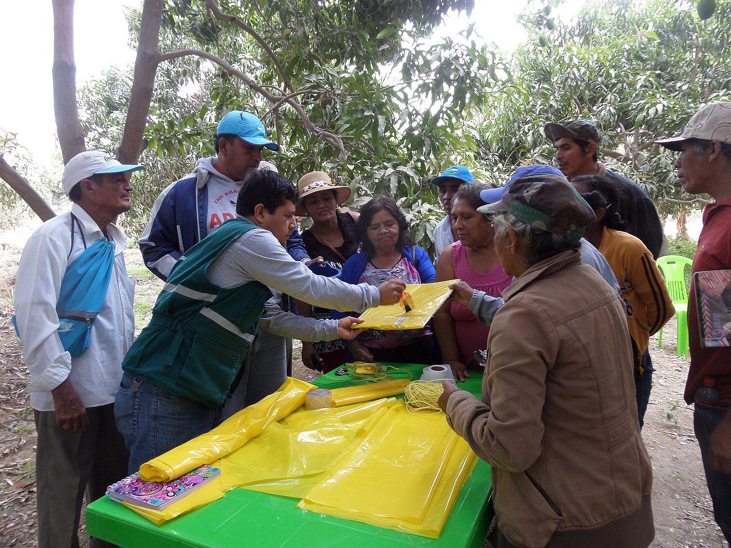 Piura: Pequeños productores  comprometidos con reducir incidencia de moscas de la fruta