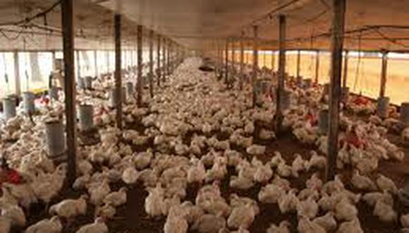 Existen más pollos que habitantes en Tacna