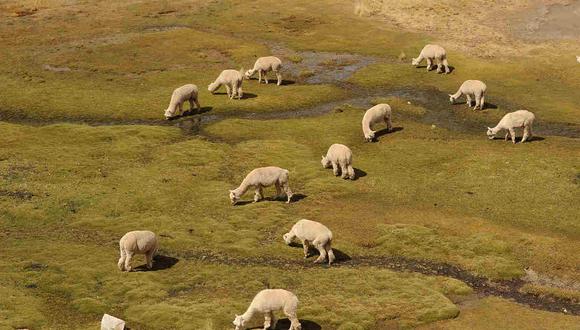 En el fundo Mallkini en Azángaro, Puno se crían aproximadamente 3.500 alpacas. (Foto Mallkini.com.pe)