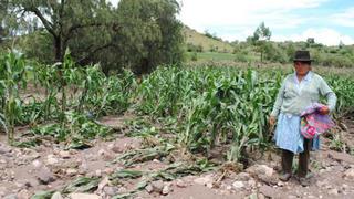 Se pierden 10 mil hectáreas de cultivos en Ayacucho