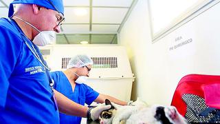 Huancayo: Veterinarios atienden a mascotas por vía telefónica y con delivery de insumos