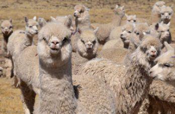 Producen 800 kilos de fibra de alpaca al año