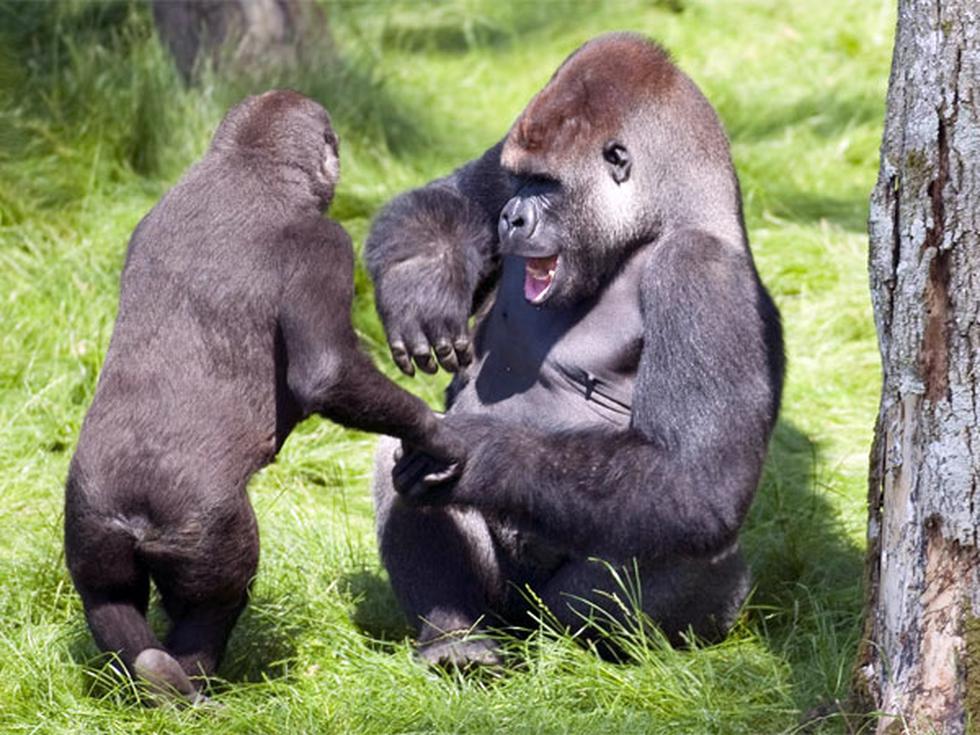 En imágenes: el conmovedor reencuentro de dos hermanos gorilas