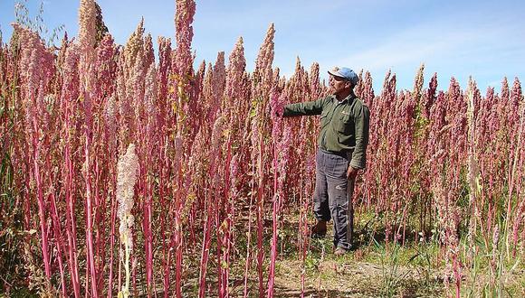Tres nuevas variedades de quinua para enfrentar el cambio climático 