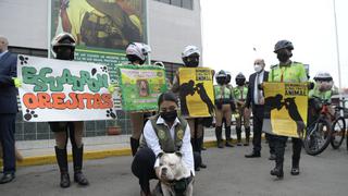 Perro buldog ‘Max’ será miembro de la Unidad Canina tras ser rescatado de su dueño maltratador (VIDEO)