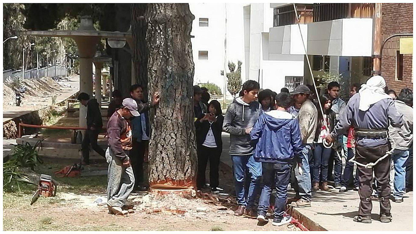 Facebook: Denuncian tala de árboles en Universidad Nacional del Centro del Perú (VIDEO)