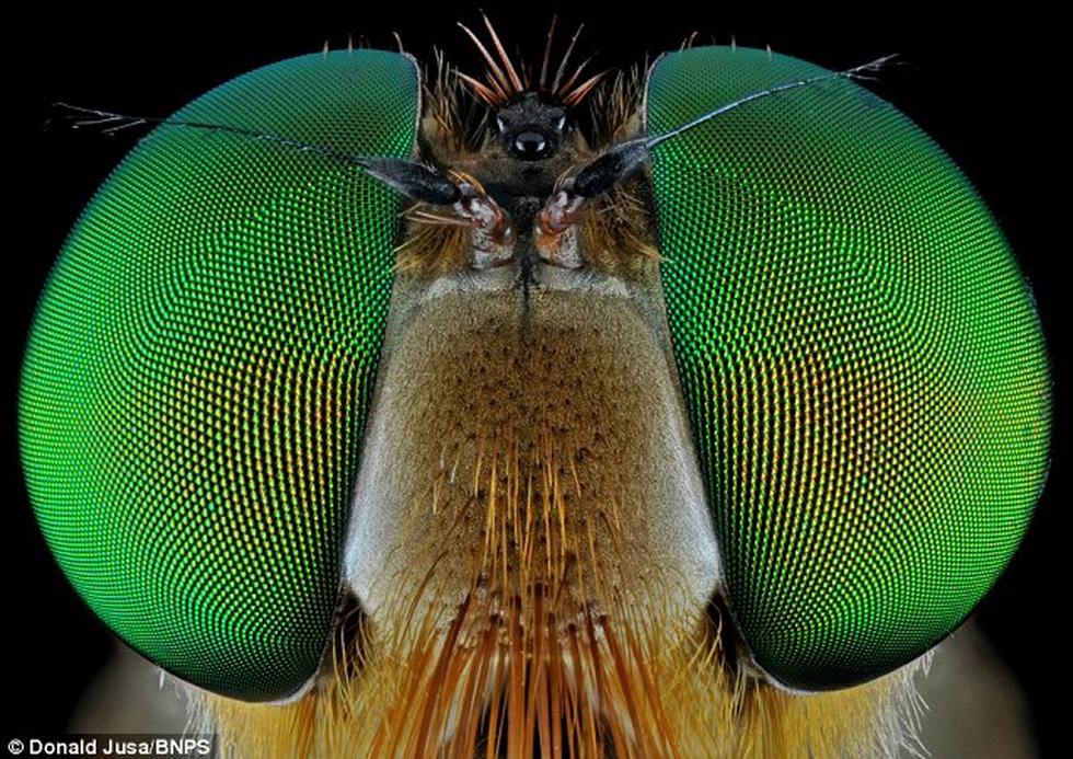 Cara a cara con los insectos más espeluznantes