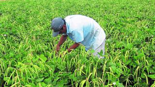 Agricultores de Piura se reunirán mañana con titular del Midagri