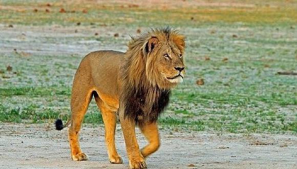 Zimbabue acusa a otro estadounidense de matar a león