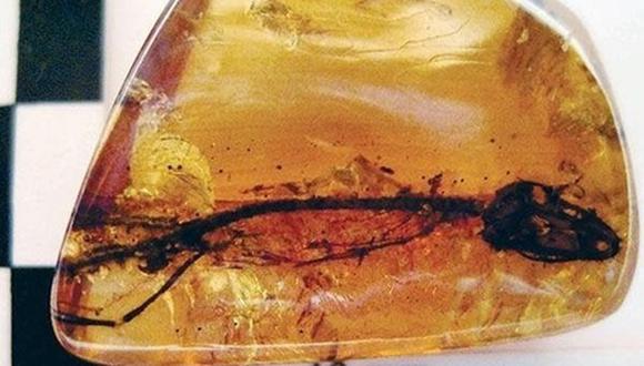 España: Encuentran cráneo fósil de lagartija gusano del mioceno medio