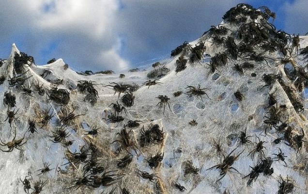 ¿Te imaginas una lluvia de arañas?, sucede en Australia (VIDEO)