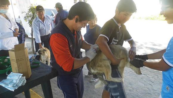 Vacunan a 500 canes en distrito de José Luis Bustamante y Rivero