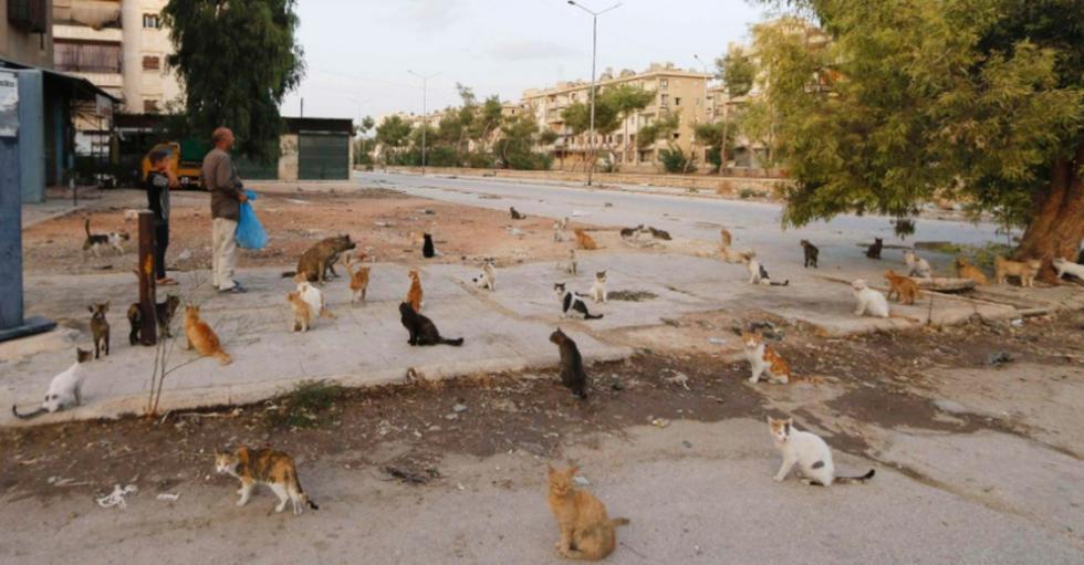 Motorista cuida y alimenta gatos abandonados por bombardeos en Siria (FOTOS)