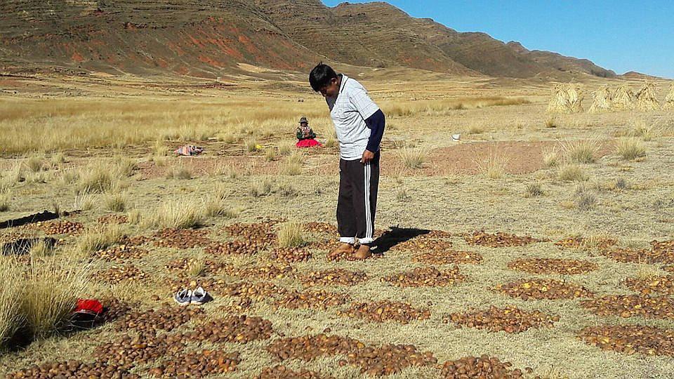60% de la producción de papa se destina a chuño en la región Puno
