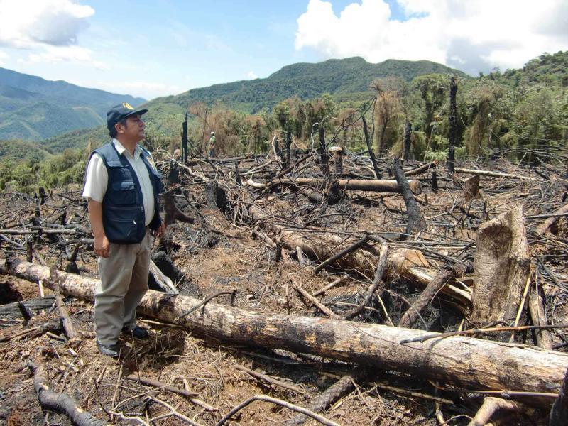 860 hectáreas del bosque de Carpish son talados y quemados indiscriminadamente
