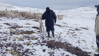 Arequipa: 200 alpacas mueren por heladas y nieve en las alturas de Caylloma