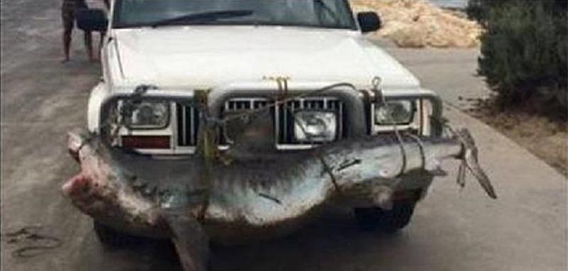 YouTube: Indignación por transportar tiburón amarrado en el parachoques (VIDEO) 