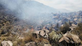 Serfor registra 1,500 hectáreas afectadas por 81 incendios forestales en Arequipa