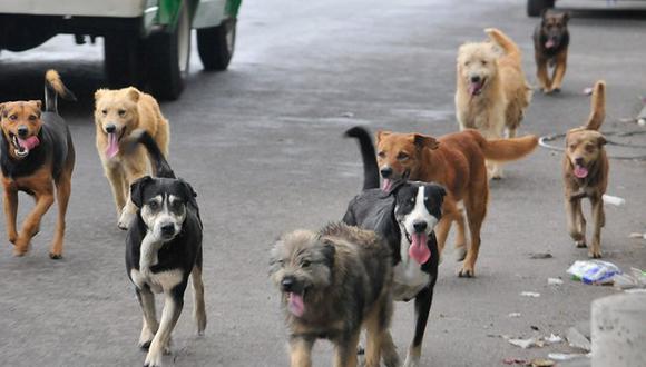 Casma: Realizarán campaña de registro de canes