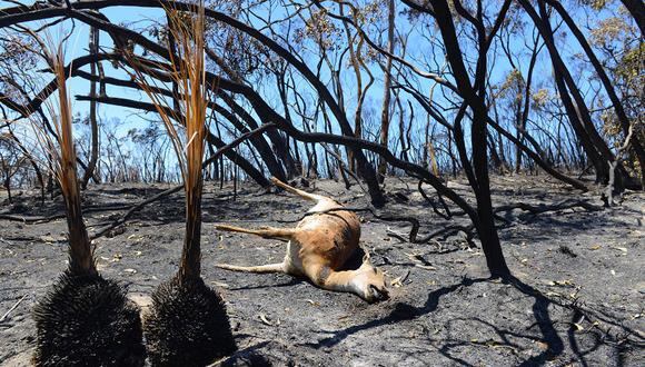 Australia: 134 heridos y 38 viviendas calcinadas por incendios forestales (VIDEO)