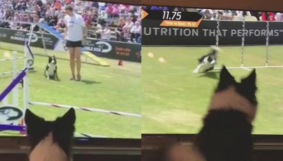 La alocada reacción de una mascota al verse en un concurso que ganó (VIDEO)