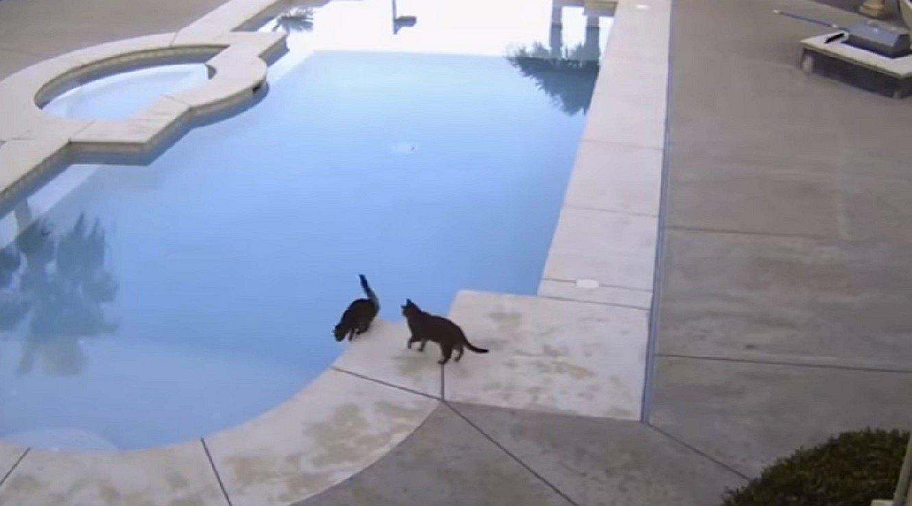 Mira el juego 'malvado' de este gato contra su compañero en una piscina