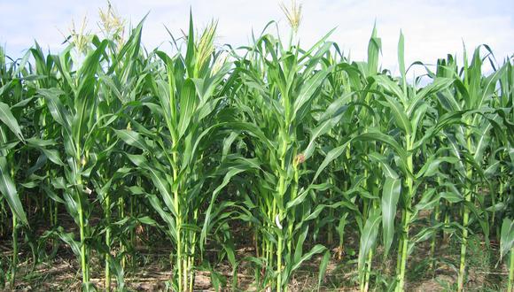 Áreas sembradas de maíz amarillo aumentan en el país. (Foto: GEC)