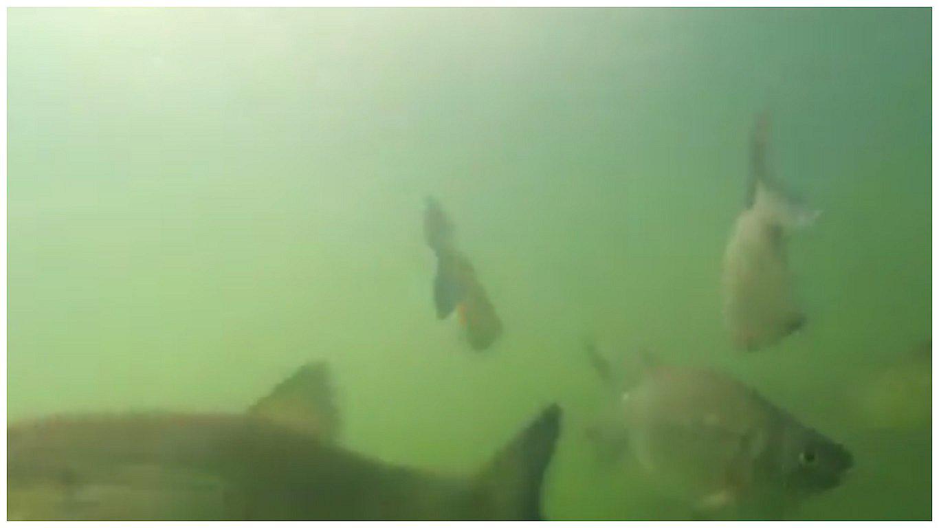 Viral de YouTube: Así se ven los peces "mutantes" de Chernobyl (VIDEO)