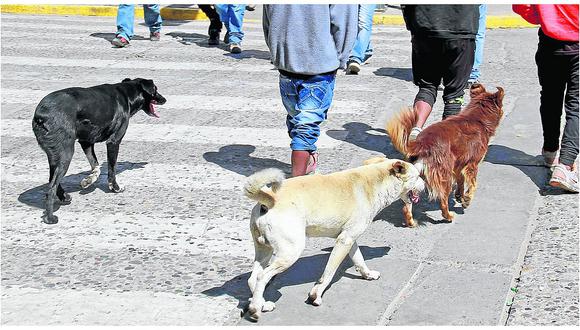 Municipalidad de El Tambo tomará esta medida ante proliferación de  perros 